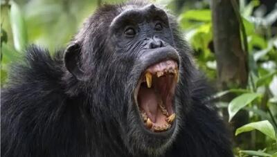  کشف اولین شواهد «جنگ داخلی» در میان شامپانزه‌های وحشی