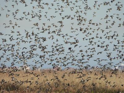  نمایش حیرت انگیز در شمال ایران به کارگردانی طبیعت