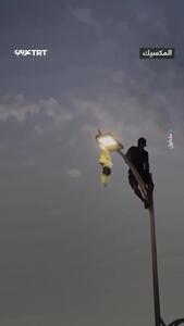  نجات مرغ دریایی گیر کرده روی تیر برق