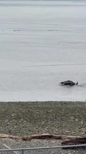  عقاب سرسفید با شنا شکار زنده را تا ساحل برد