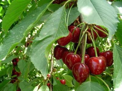  چهارمحال و بختیاری قطب تولید گیلاس خارج از فصل می‌شود