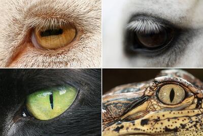  هندسه بقا ؛ راز پنهان در چشم حیوانات چیست؟ (اینفوگرافیک)