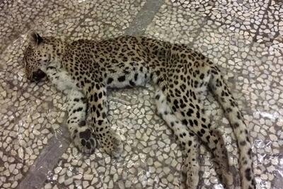  پیدا شدن لاشه یک فرد پلنگ ایرانی در ارتفاعات اسفراین