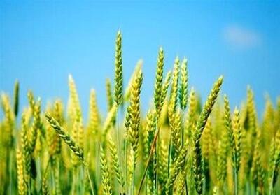  خبر مهم برای گندمکاران / خرید تضمینی گندم از این تاریخ آغاز می‌شود