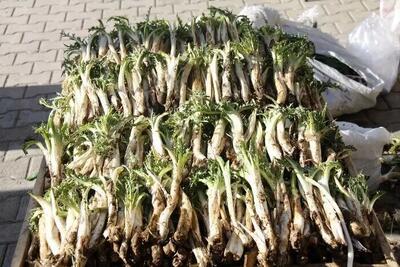  کشف و ضبط 5 تن کنگر قاچاق در مرز باشماق شهرستان مریوان