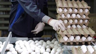  نظام رتبه‌بندی کیفی تخم‌مرغ در بسته‌بندی‌ها تثبیت و اجرایی شد