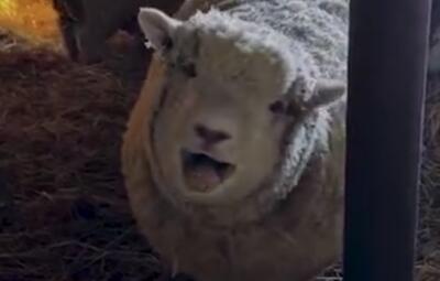  نبرد رمضان |تیپیکال گارد جاویدان؛ احمق‌هایی که درکی از وطن و وطن‌پرستی ندارند