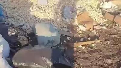  به دنیا آمدن جوجه ها در زباله دانی