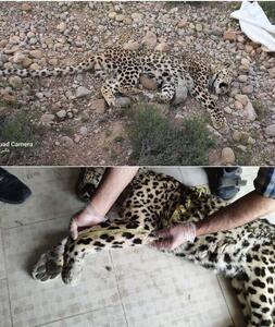  پیدا شدن لاشه یک پلنگ ایرانی در اسفراین