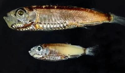  یک نوع سلول جدید در چشم کشف شد