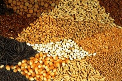  وضعیت ذخایر نهاده‌های دامی / کمبود کنجاله سویا در بازار است؟
