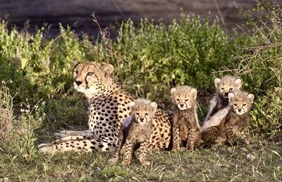  استفاده از پهپاد و گشت‌های ویژه برای پایش زادآوری حیات وحش/  مشاهده یوزپلنگ ماده‌ با ۵ توله