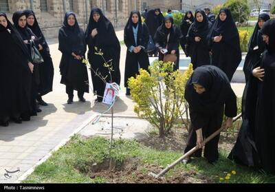  درختکاری «رویش مهر» به یاد بانوان شهیده زنجان   تصاویر - تسنیم