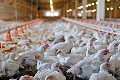  افزایش قیمت مرغ کلید خورد