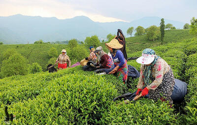  افزایش ۷۲ درصدی قیمت برگ سبز چای