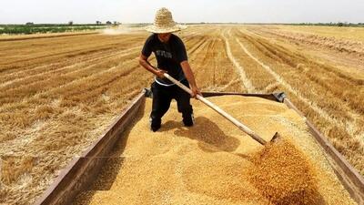  قیمت تضمینی گندم سال ۱۴۰۵ اعلام شد