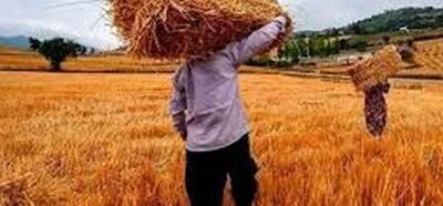  قیمت تضمینی گندم در سال جاری