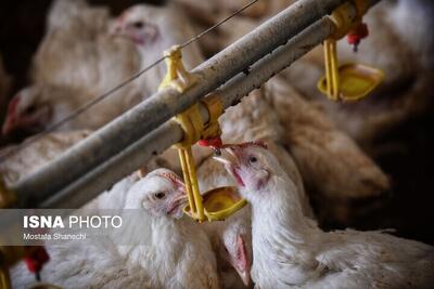  تولید مرغ ادامه دارد؛ نگرانی از قیمت‌ها و نقدینگی است!