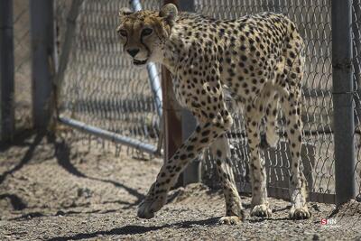  شناسایی ۲۷ فرد یوزپلنگ آسیایی در ایران