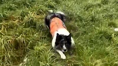  قدرت بویایی شگفت انگیز سگ بردر کولی