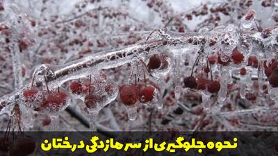  نحوه جلوگیری از سرمازدگی درختان + کود و داروی جلوگیری از سرمازدگی درختان