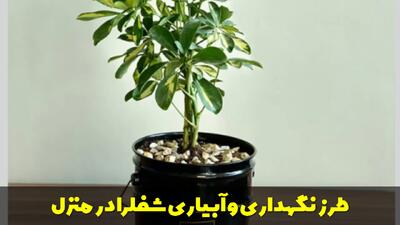  طرز نگهداری و آبیاری شفلرا در منزل + نحوه پرپشت شدن گیاه شفلرا