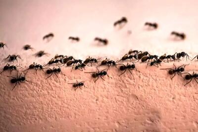  تعبیر خواب مورچه؛ دیدین مورچه در خواب یعنی چه؟