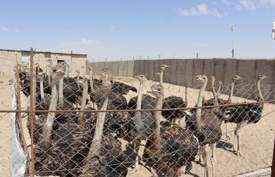  محقق شدن تولید ۲۵۰ تن گوشت شترمرغ در استان قزوین