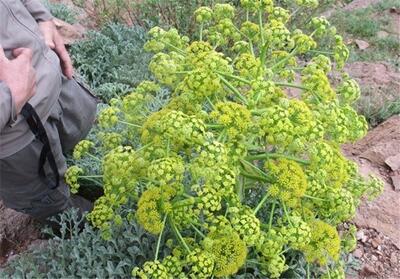  خاتم در مسیر قطب تولید آنغوزه با کشت 500 هکتاری - تسنیم
