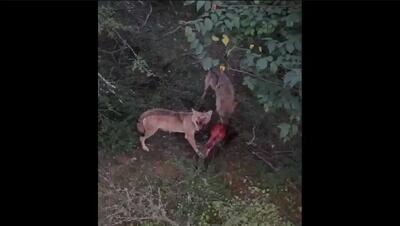  شکار سریع توله‌گراز توسط دو گرگ در ارتفاعات مازندران