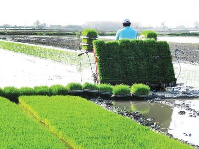  «مکانیزاسیون» ضامن افزایش تولید در شالیزار‌ها