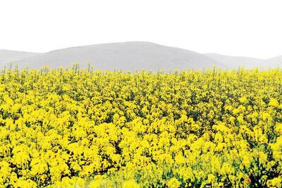  «گیاهان دارویی ایلام» از منبع درآمد فصلی تا پیشران اقتصاد پایدار