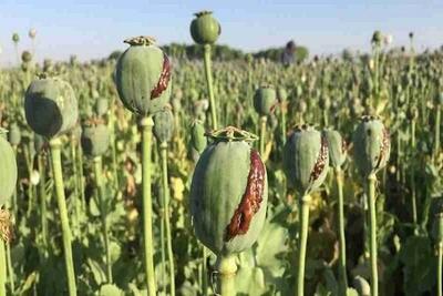  امحای سه مزرعه خشخاش در حمیدیه خوزستان