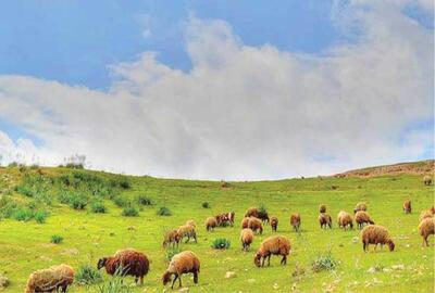  نرخ تعرفه‌های مرتعی برای سال ۱۴۰۵ مشخص شد