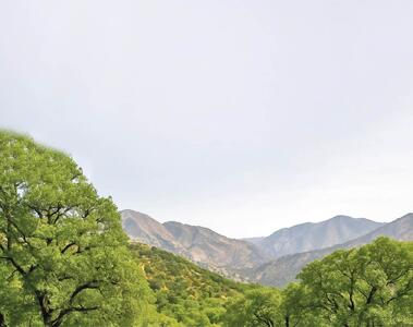  رویش امید سبز در جنگل‌های کرمانشاه 