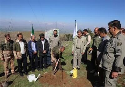  آغاز پویش ملی «سرو ایران» در خانگرمز همدان - تسنیم