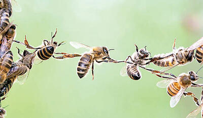  استعاره‌‌هایی در تبیین رهبری سازمان