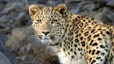  ببینید / رخ‌نمایی پلنگ ایرانی در منطقه اوزوم خراسان‌شمالی