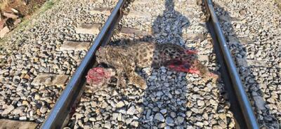  یک قدم دیگر به انقراض پلنگ ایرانی نزدیک شدیم!