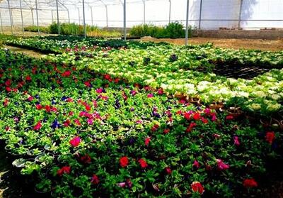  هدف‌گذاری برای توسعه 2 هزار هکتار گلخانه در آذربایجان شرقی - تسنیم