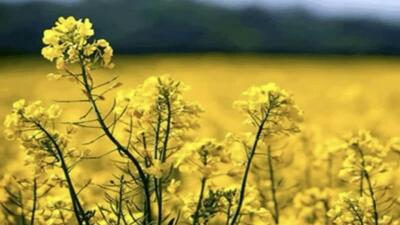  فصل برداشت کلزا از دهه سوم اردیبهشت