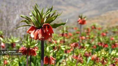  رخ نمایی لاله های واژگون در ارتفاعات چهارمحال و بختیاری+ فیلم