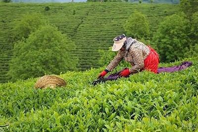  نوشیدنی پرطرفدار ایرانی‌ها 72درصد افزایش یافت