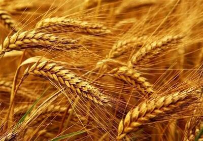  نرخ ارز واردات گندم در سال ۱۴۰۵ مشخص شد