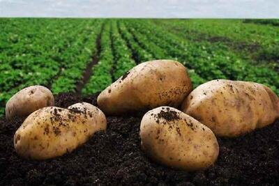  کشت ۵۶۰۰ هکتار سیب‌زمینی در گلستان