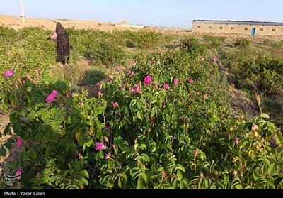  پیش‌بینی برداشت 150 تن گل محمدی در گناباد - تسنیم