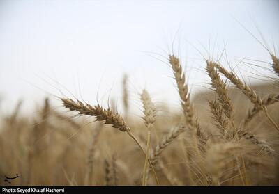  ارز واردات گندم دوباره 28500 تومان شد - تسنیم