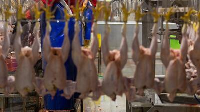  گرانفروشی در نرخ های جدید مرغ و تخم مرغ رخ نداده است