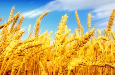  غرب آسیا میان ناامنی واردات و رویای تولید غلات