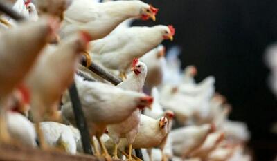  قیمت مرغ امروز دوشنبه ۷ اردیبهشت ۱۴۰۵